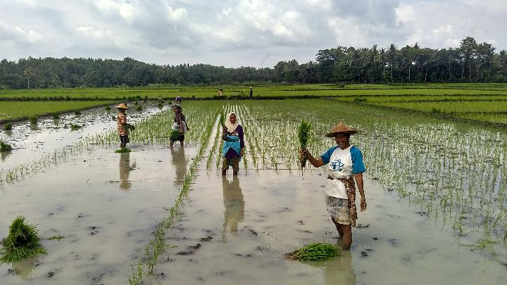 Puan dan Menanam di Sawah Saat Hujan, Ini Kata Penyuluh Petani Padi